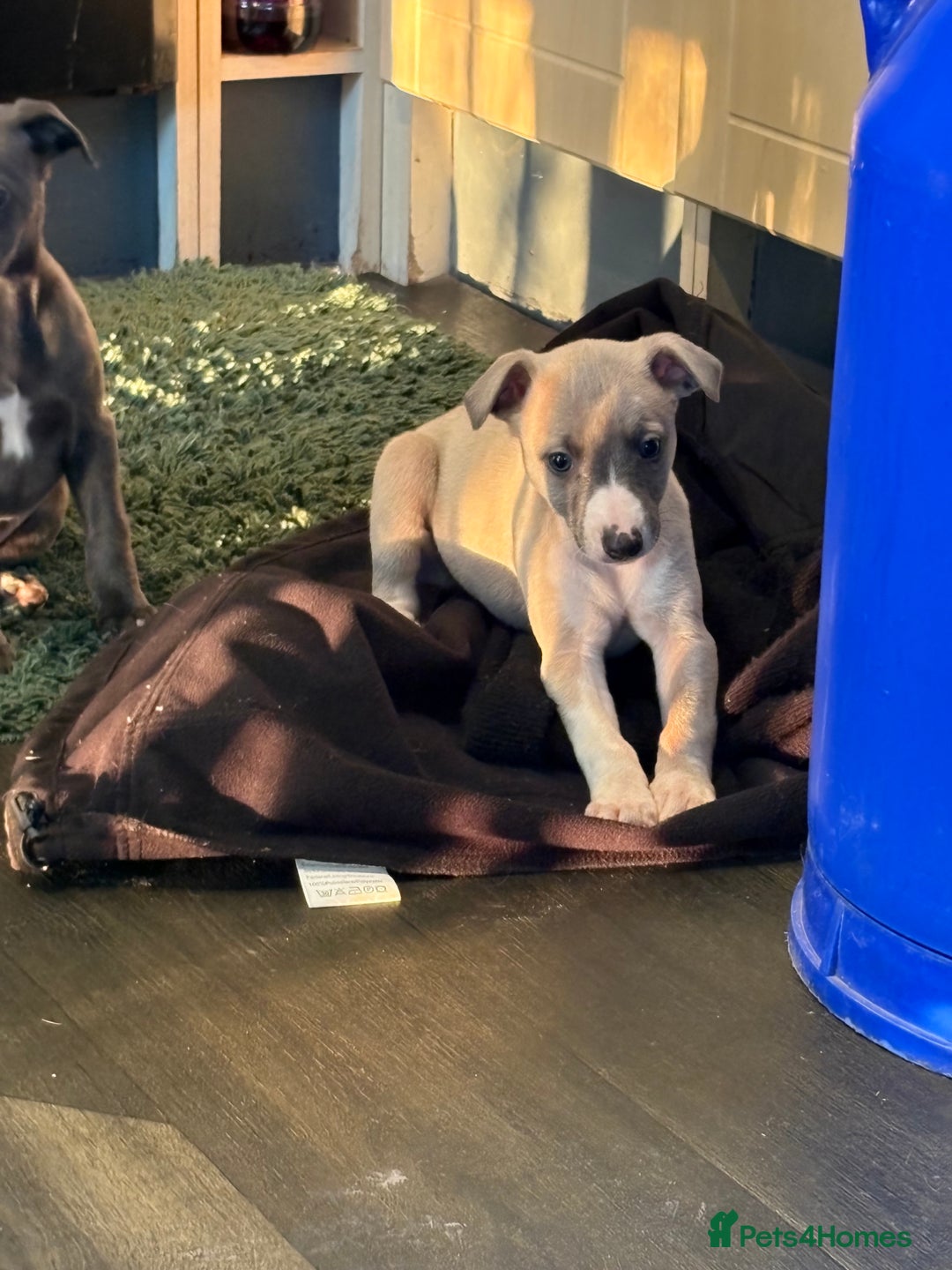Whippet dogs for sale: 5 beautiful kc registered whippit puppies  - Advert 16