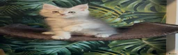 Maine Coon cats for sale: Tica registered polydactyl Maine coons  - Advert 11