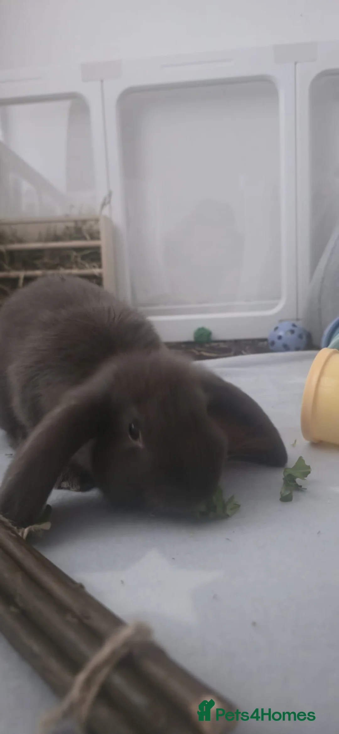Mixed Breed rabbits for sale: Bunny - Advert 3