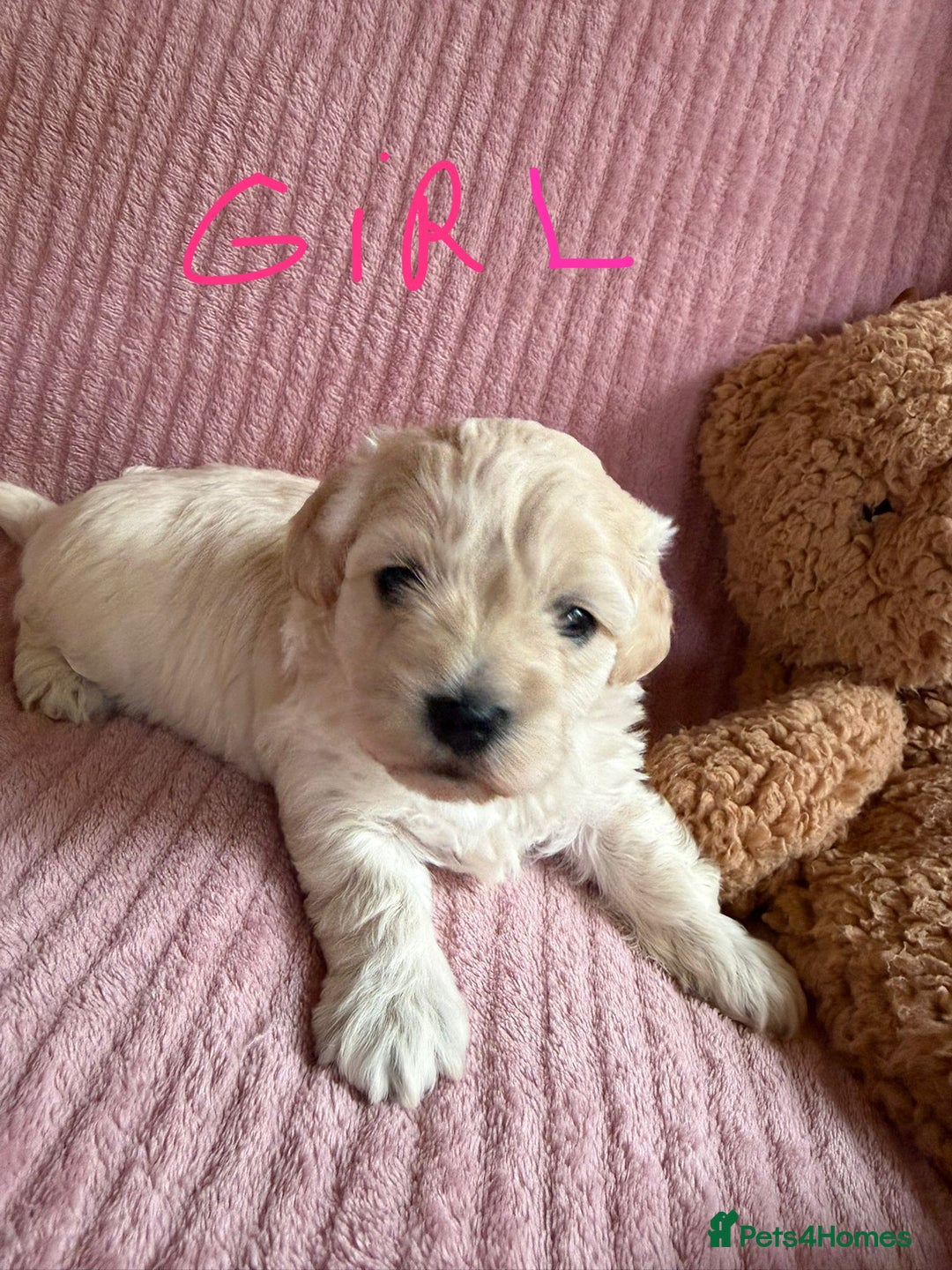 Maltipoo dogs for sale: Gorgeous Maltipoo puppies  - Advert 6