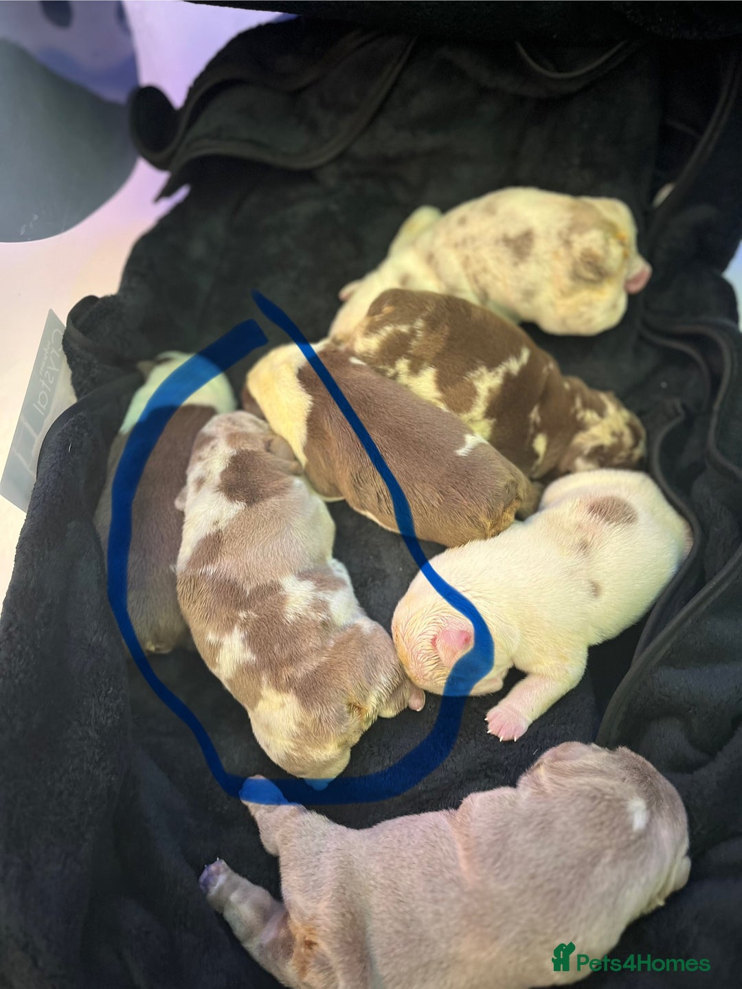 English Bulldog dogs for sale: QC puppies  - Image 15