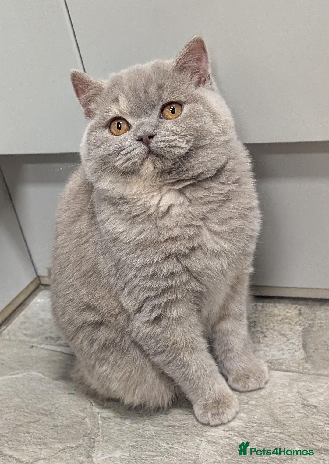British Shorthair cats for sale: Gorgeous British shorthair kittens  - Advert 7