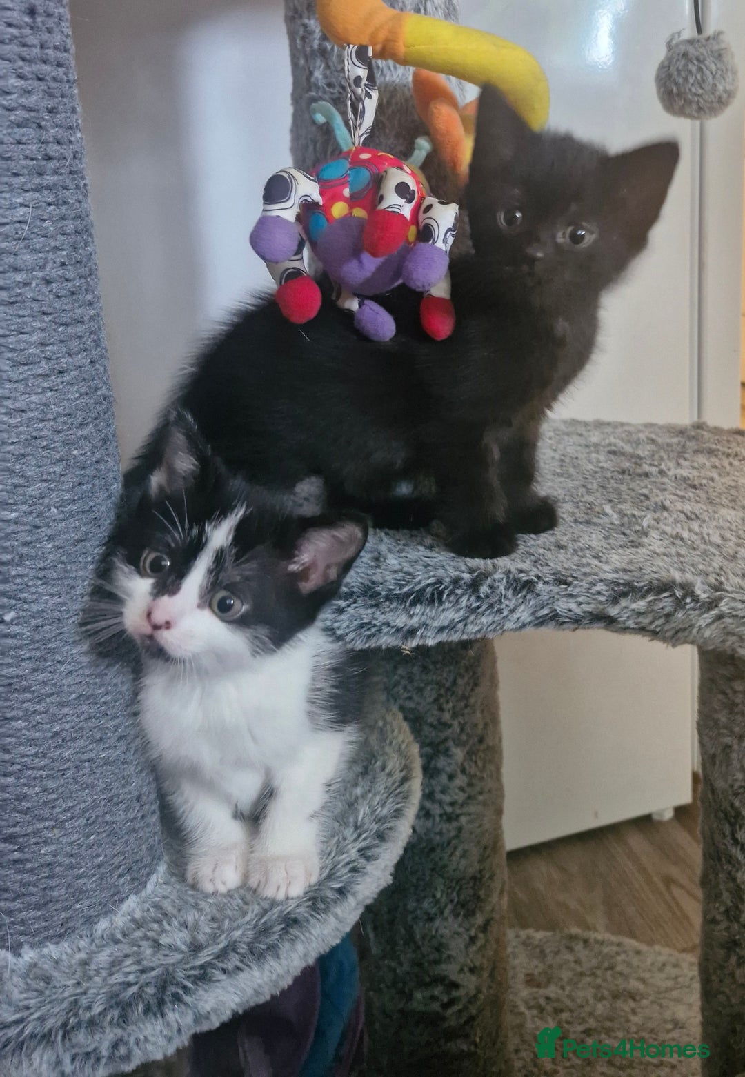 Mixed Breed cats for sale: Kittens - Image 10