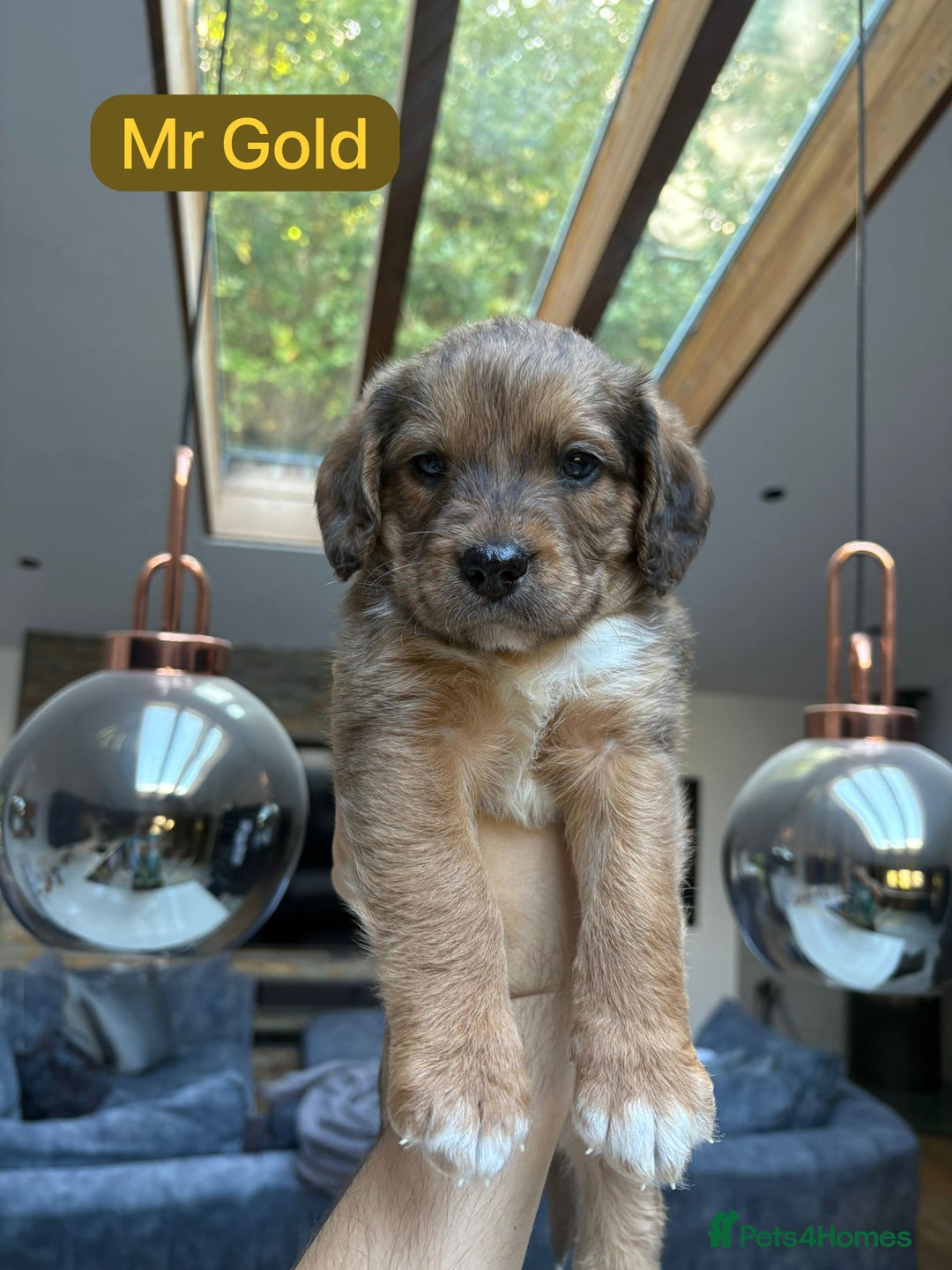 Mixed Breed dogs for sale: Outstanding Saint Bernadoodle Puppies  - Image 12
