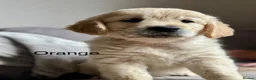 Golden Retriever dogs for sale: Health tested, KC reg Golden retriever puppies - Advert 2