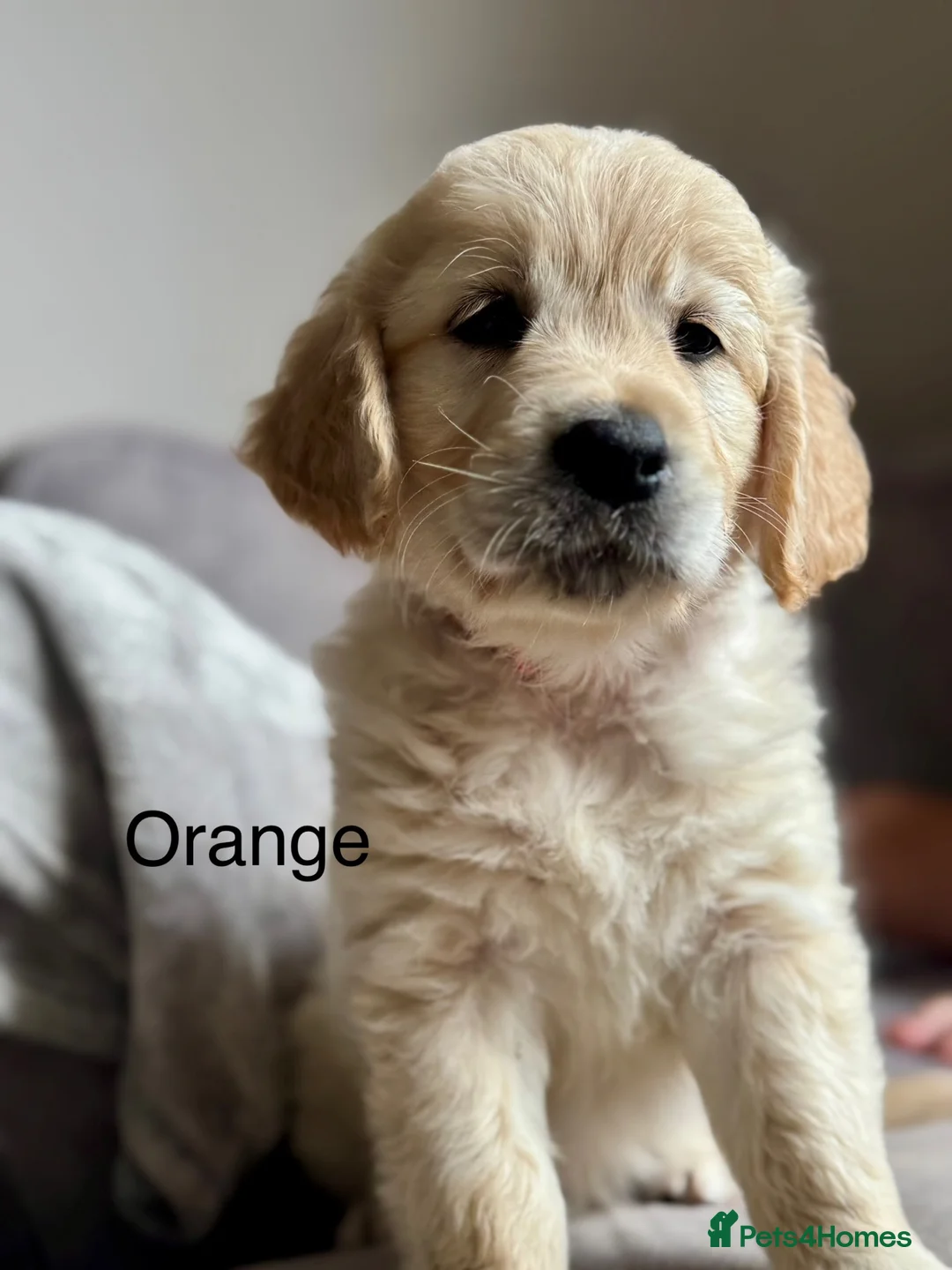 Golden Retriever dogs for sale: Health tested, KC reg Golden retriever puppies - Advert 2