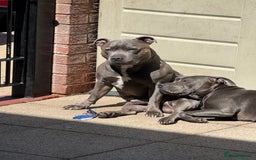 Staffordshire Bull Terrier dogs for sale: Lovely kc reg Staffordshire bull terrier puppies  - Image 34