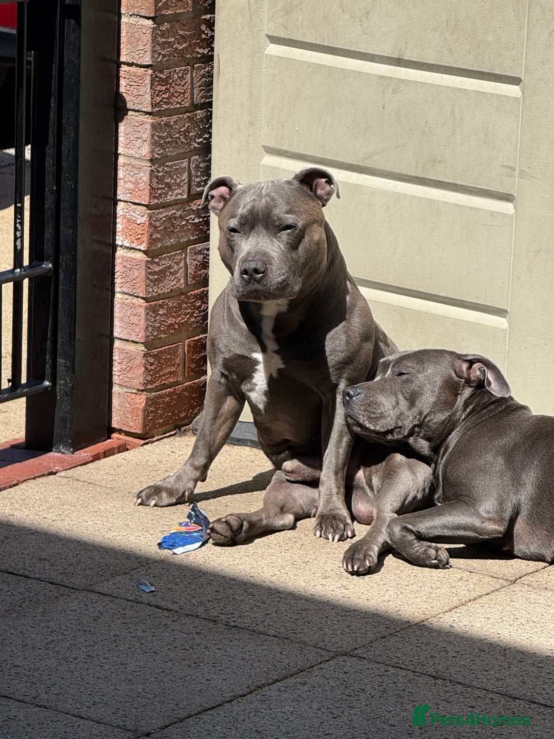 Staffordshire Bull Terrier dogs for sale: Lovely kc reg Staffordshire bull terrier puppies  - Image 34