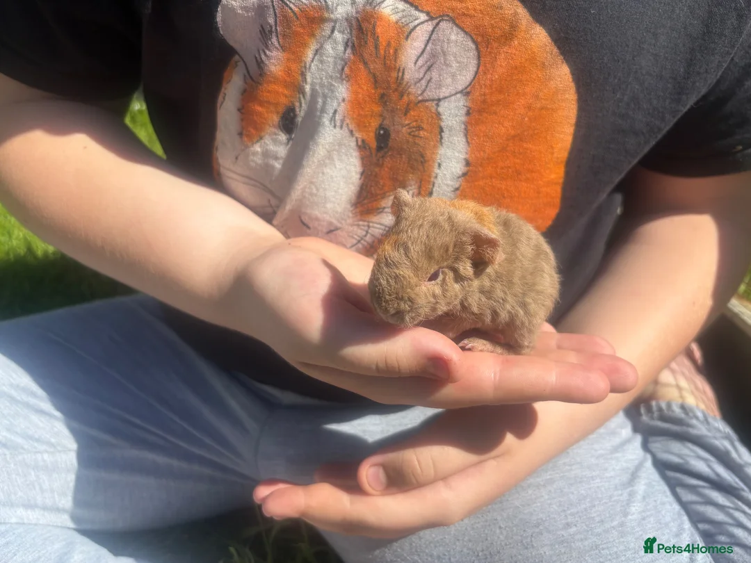 Guinea Pig rodents for sale: Baby Boy/Boar & Baby Girl/Sow Guinea Pigs, Teddy - Advert 2