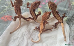 Gecko reptiles for sale: Beautiful Unsexed Crested Geckos ⬇️  - Image 18
