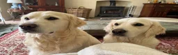 Golden Retriever dogs for sale: Beautiful Golden Retriever Puppies Expected June in Newark - Advert 11
