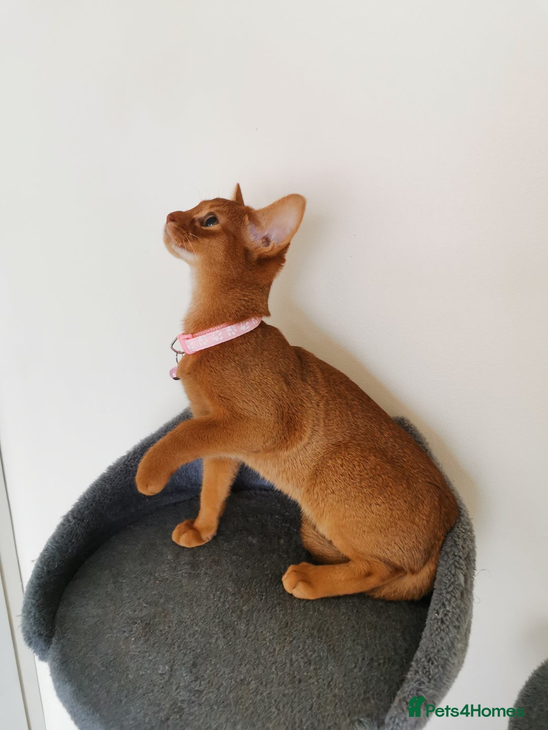 Abyssinian cats for sale: Ready now! Beautiful Abyssinians kittens❤️😍🤗 - Image 12