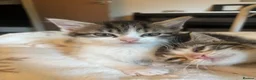 Mixed Breed cats for sale: Three Gorgeous 7 Week old KITTENS! Ghost Tabby! - Advert 10