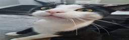 British Shorthair cats for sale: Male kitten  - Advert 4