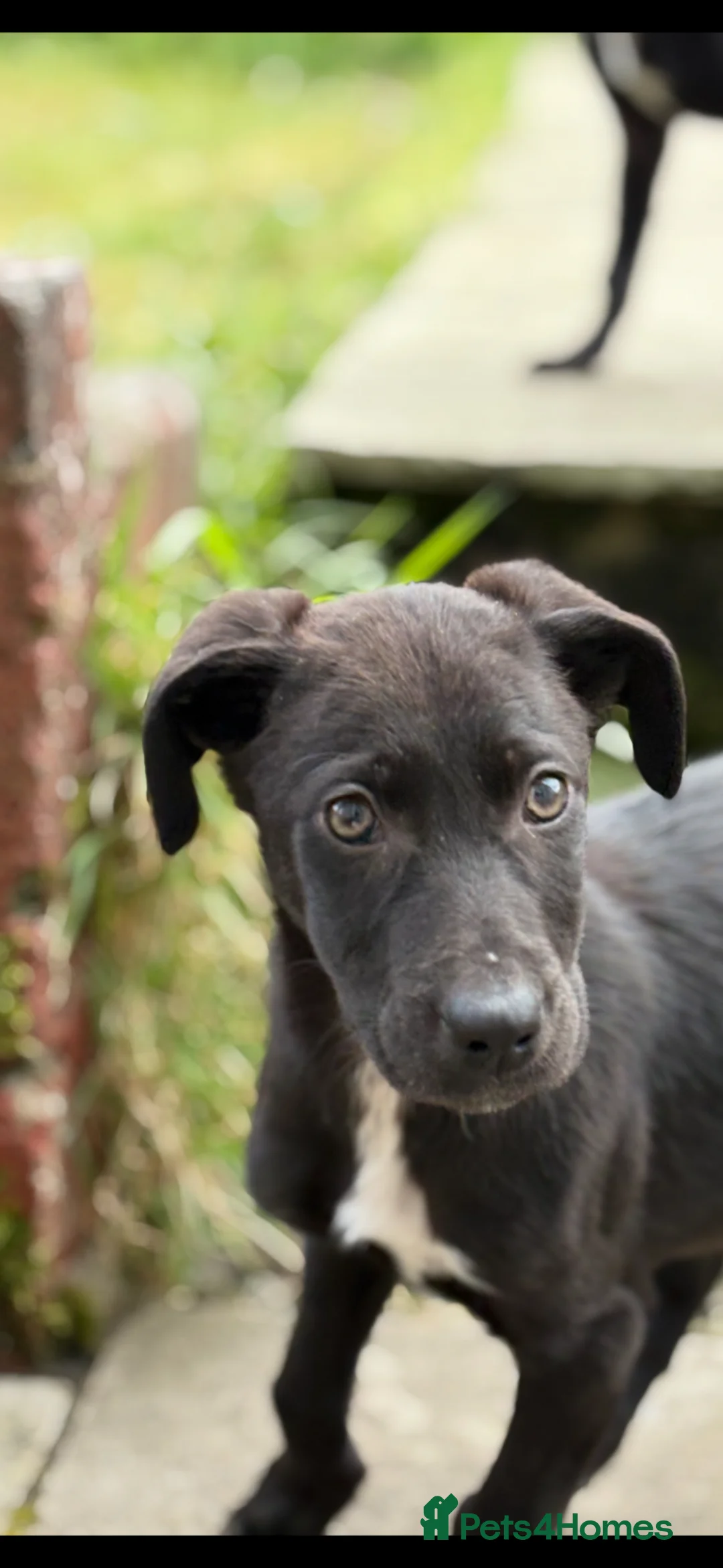 Mixed Breed dogs for sale: Weimaraner x border collie in Bangor - Advert 2