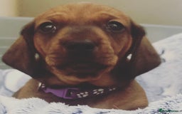 Dachshund dogs for stud: Kc registered standard smooth stud  in Newton Abbot - Image 31