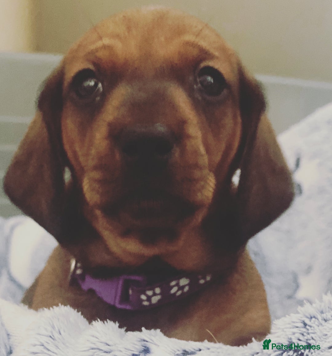 Dachshund dogs for stud: Kc registered standard smooth stud  in Newton Abbot - Image 31