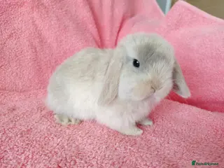 Rex rabbits Baby mini lop for sale - Advert 20