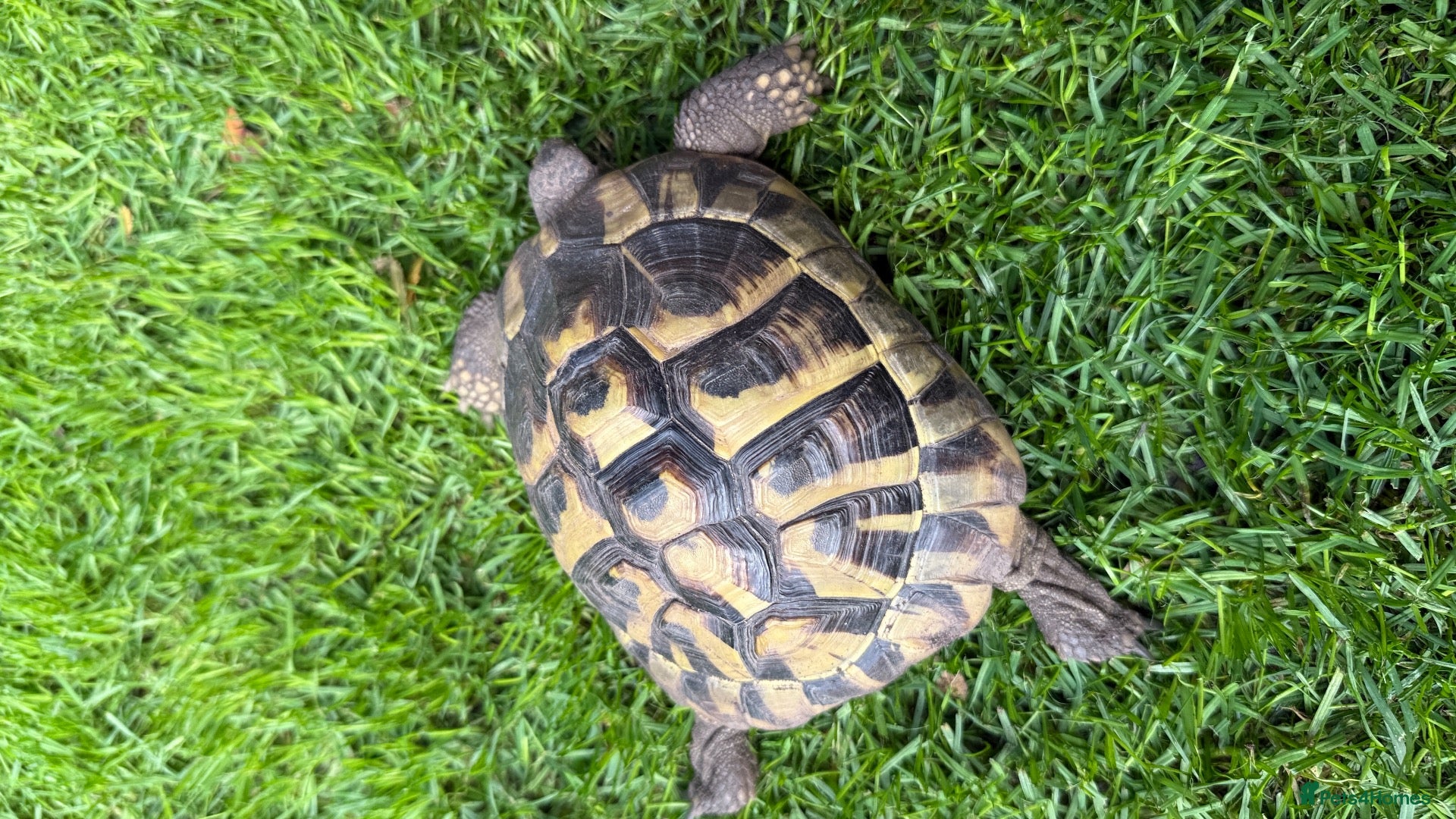 Hermann Tortoise reptiles Herman’s tortoise female 5 years old  - Advert 2