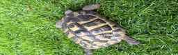 Hermann Tortoise reptiles for sale: Herman’s tortoise female 5 years old  in Shrewsbury - Advert 2