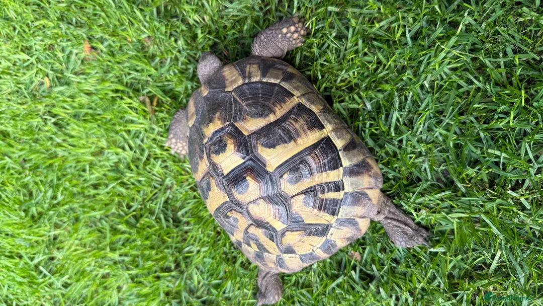 Hermann Tortoise reptiles for sale: Herman’s tortoise female 5 years old  in Shrewsbury - Advert 2