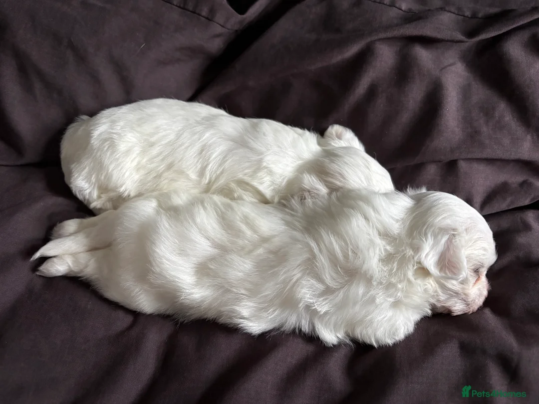 Maltese dogs for sale: Maltese girl pup in Swindon - Advert 5