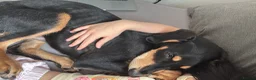 Mixed Breed dogs for sale: Diablo - Doberman cross Lurcher  - Advert 2