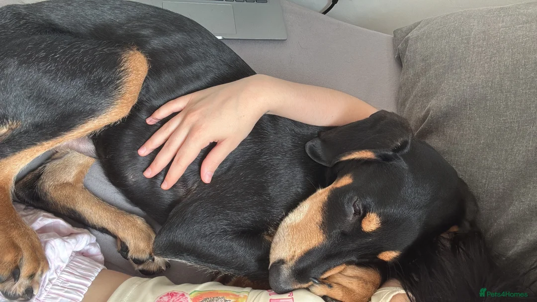 Mixed Breed dogs for sale: Diablo - Doberman cross Lurcher  - Advert 2