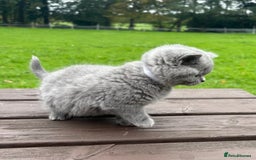 British Shorthair cats for sale: 2 left ready for new home this Saturday  - Advert 6