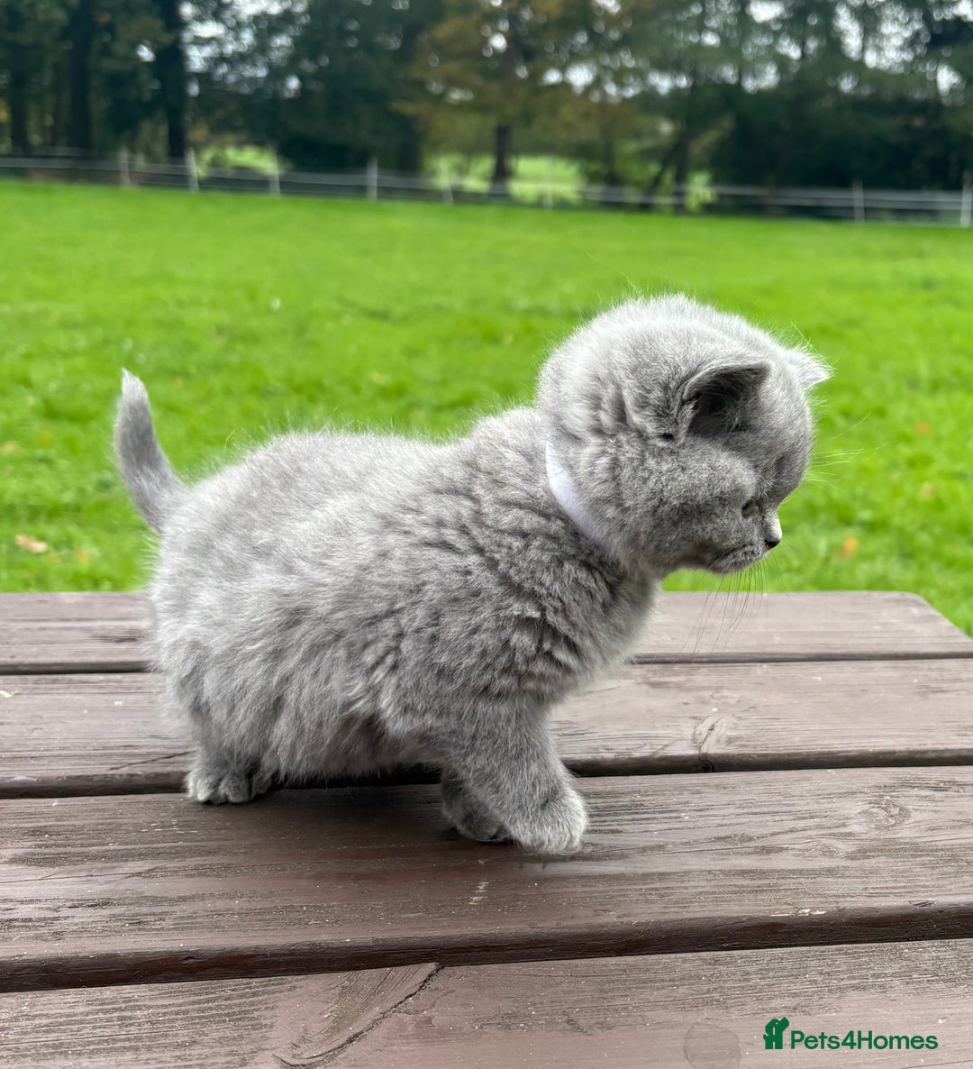 British Shorthair cats for sale: 2 left ready for new home this Saturday  - Advert 6