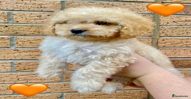 Cavapoo dogs - Advert 9