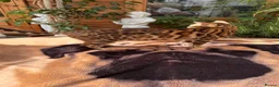 Mixed Breed cats for sale: Stunning Bengal Mix Kittens Ready Now! in Enfield - Advert 9