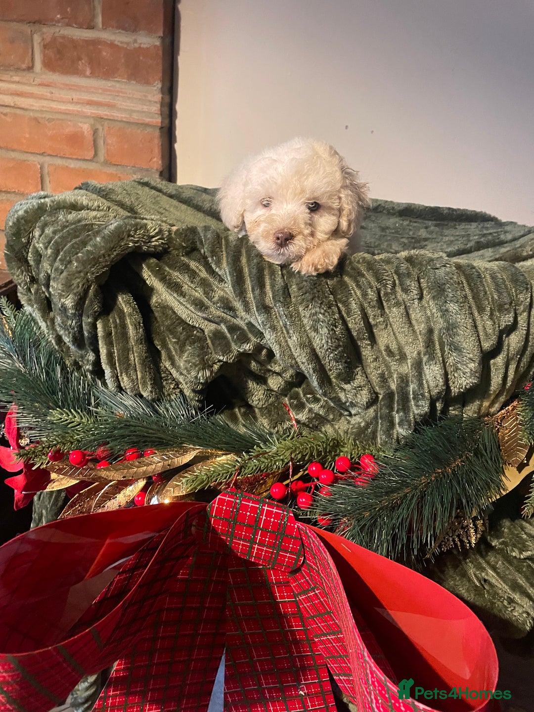 Miniature Poodle dogs for sale: Beautiful miniature poodle puppies  - Advert 8