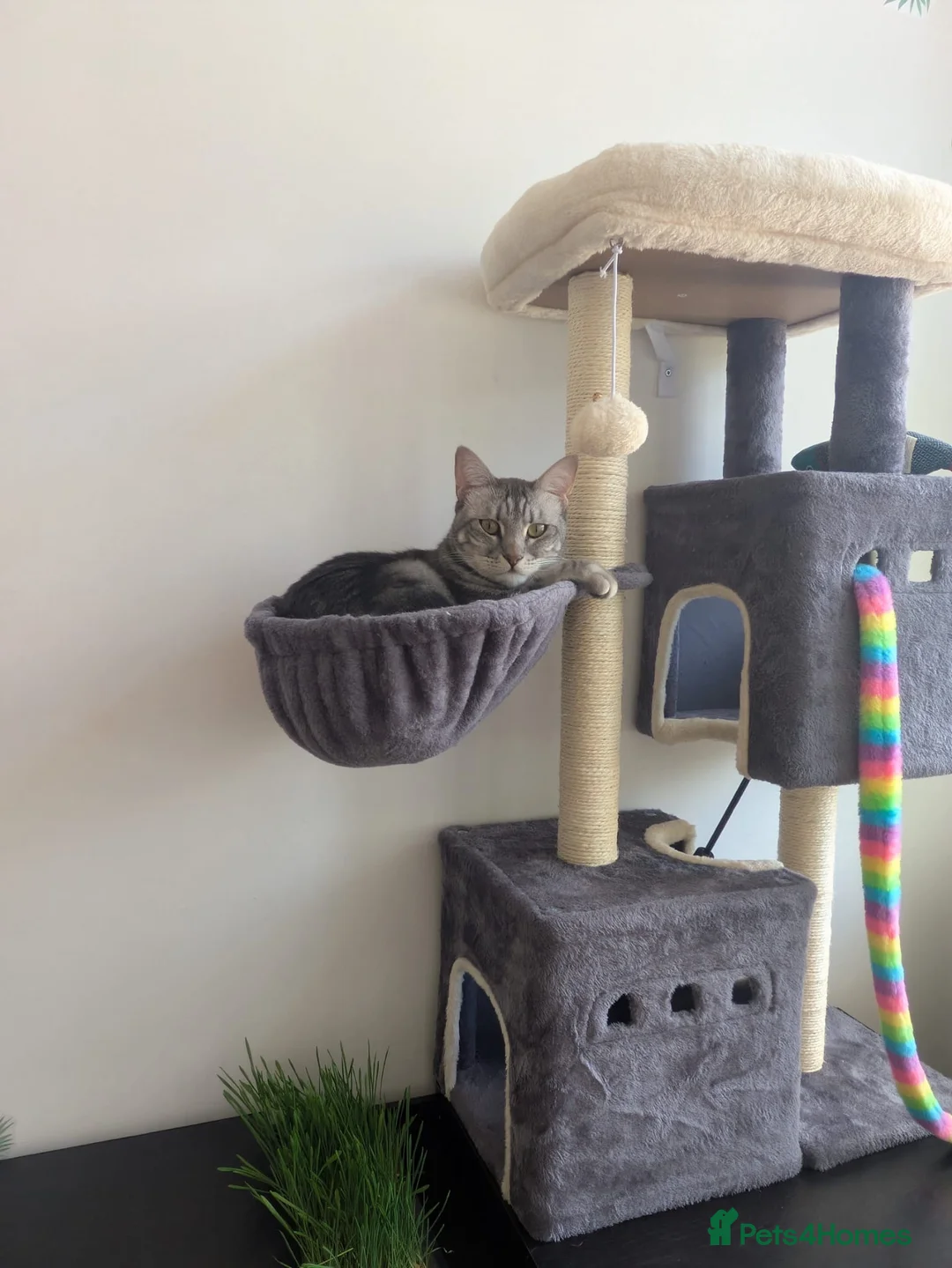 Mixed Breed cats for adoption: Handsome Rescue Leo - Advert 2