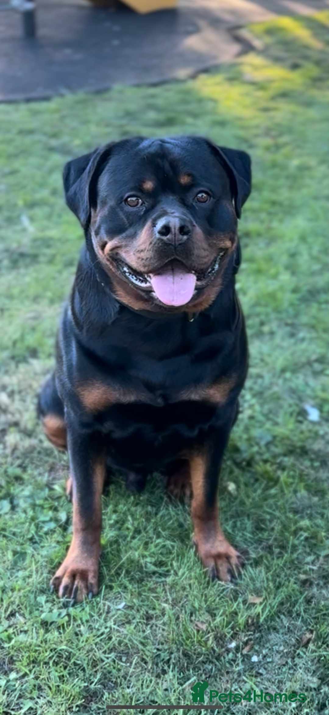 Rottweiler dogs for stud: 100% German Rottweiler - Advert 5