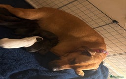 Mixed Breed dogs for sale: Staffordshire cross puppies  - Image 9