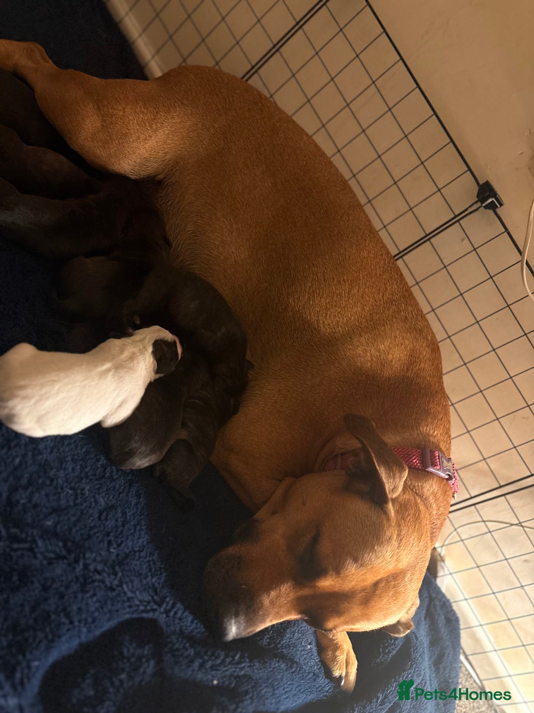 Mixed Breed dogs for sale: Staffordshire cross puppies  - Image 9