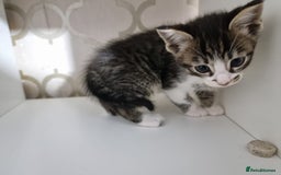 Domestic Shorthair cats for sale: 5 Beautiful Kittens Looking for Forever Homes - Image 8