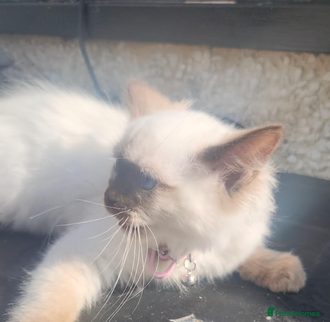 Ragdoll cats for sale: PURE BREED RAGDOLL KITTERNS - Image 7