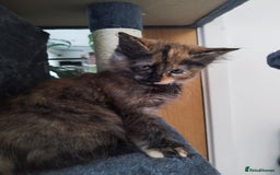 Maine Coon cats for sale: Maine Coon Kittens - Fluffy Chaos Incoming - Image 8
