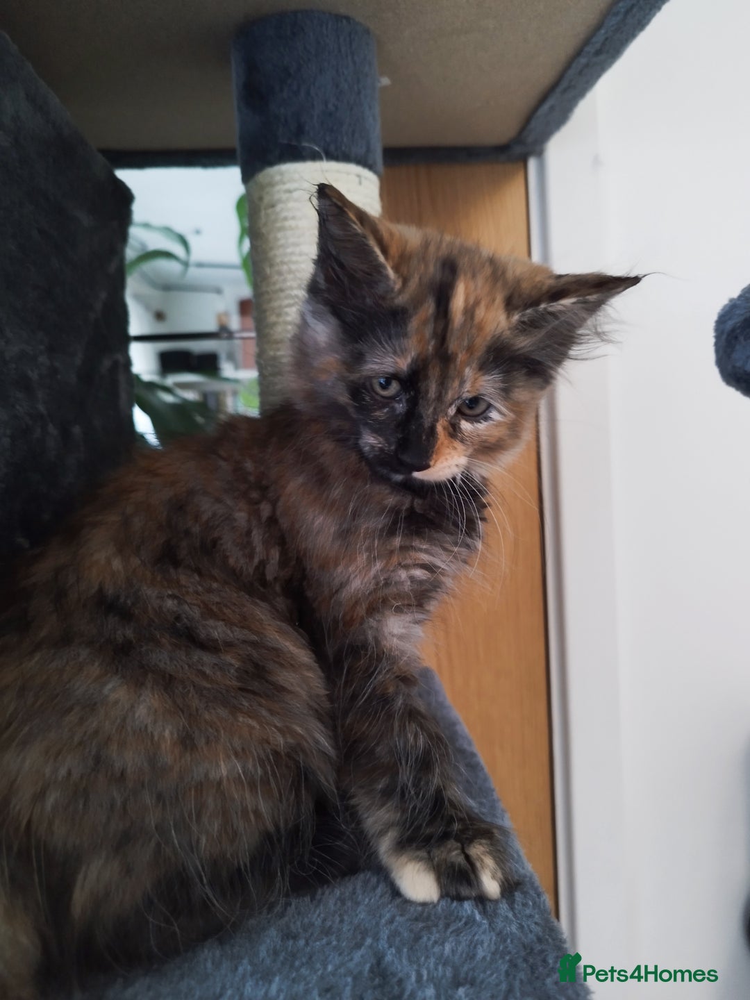 Maine Coon cats for sale: Maine Coon Kittens - Fluffy Chaos Incoming - Image 8