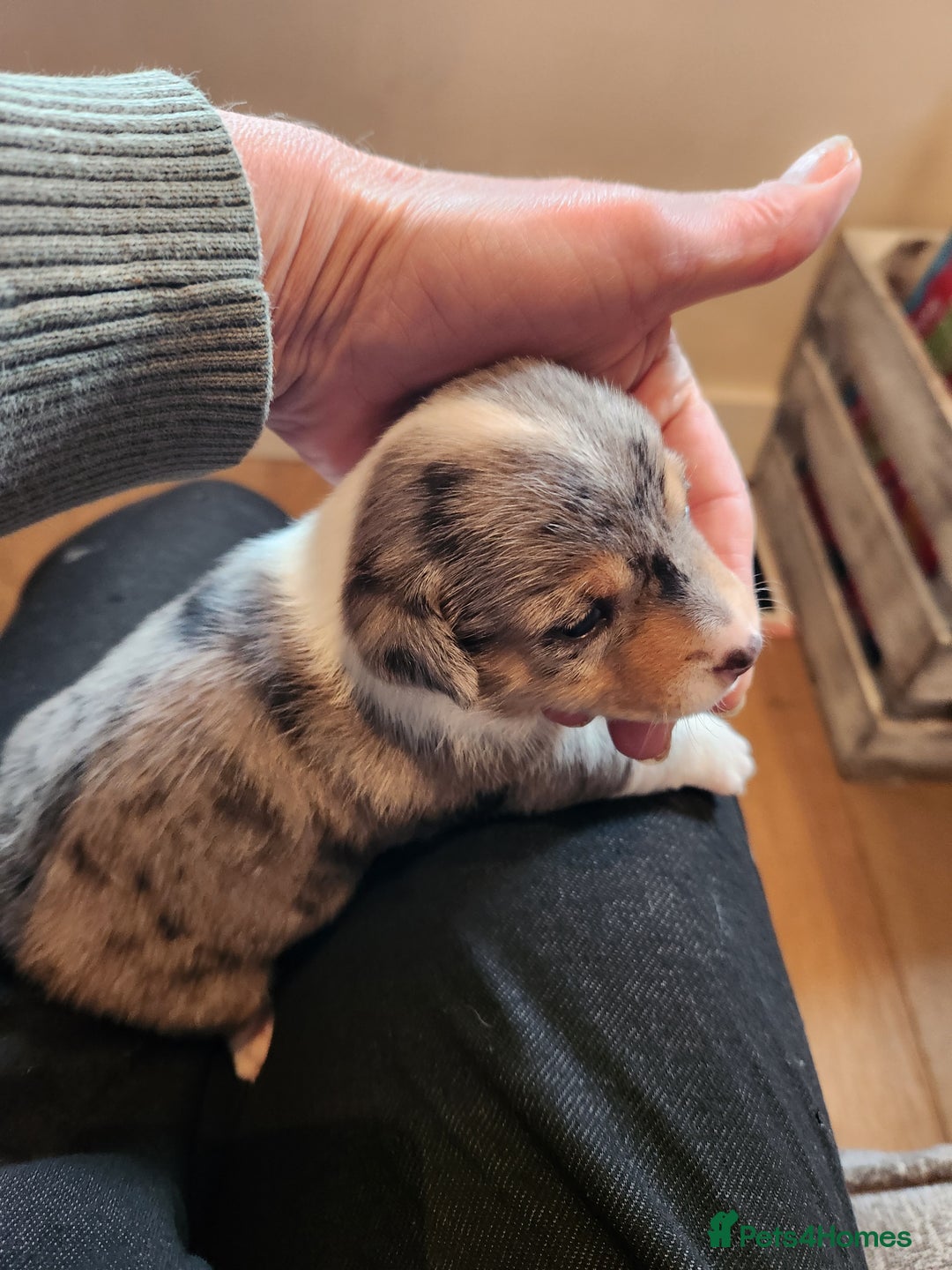 Jack Russell dogs for sale: Jack russell  - Image 1