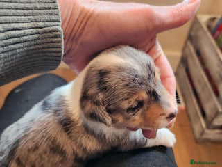 Jack Russell dogs - Advert 28