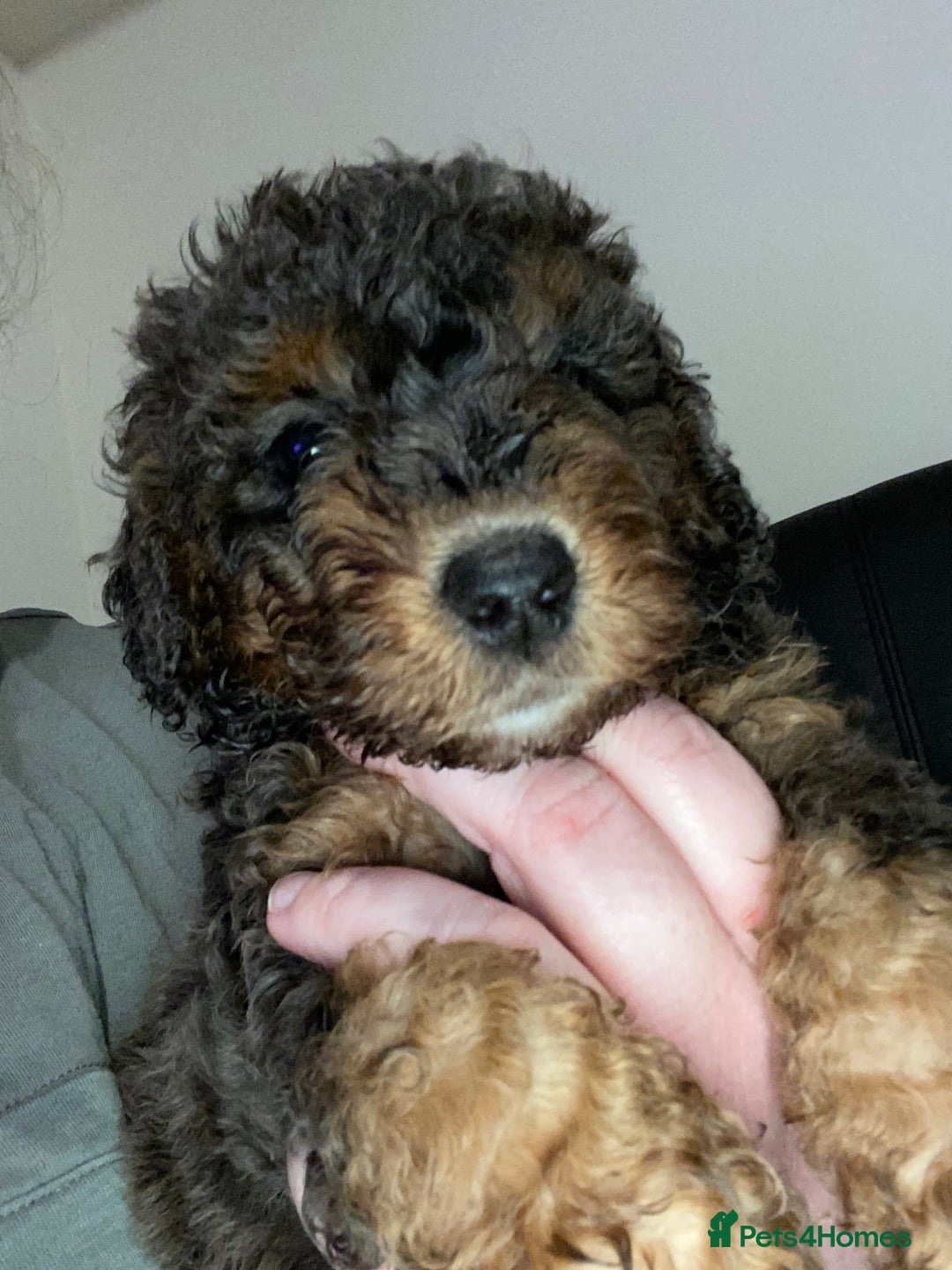 Toy Poodle dogs for sale: Beautiful Toy Poodle Pups  - Advert 5