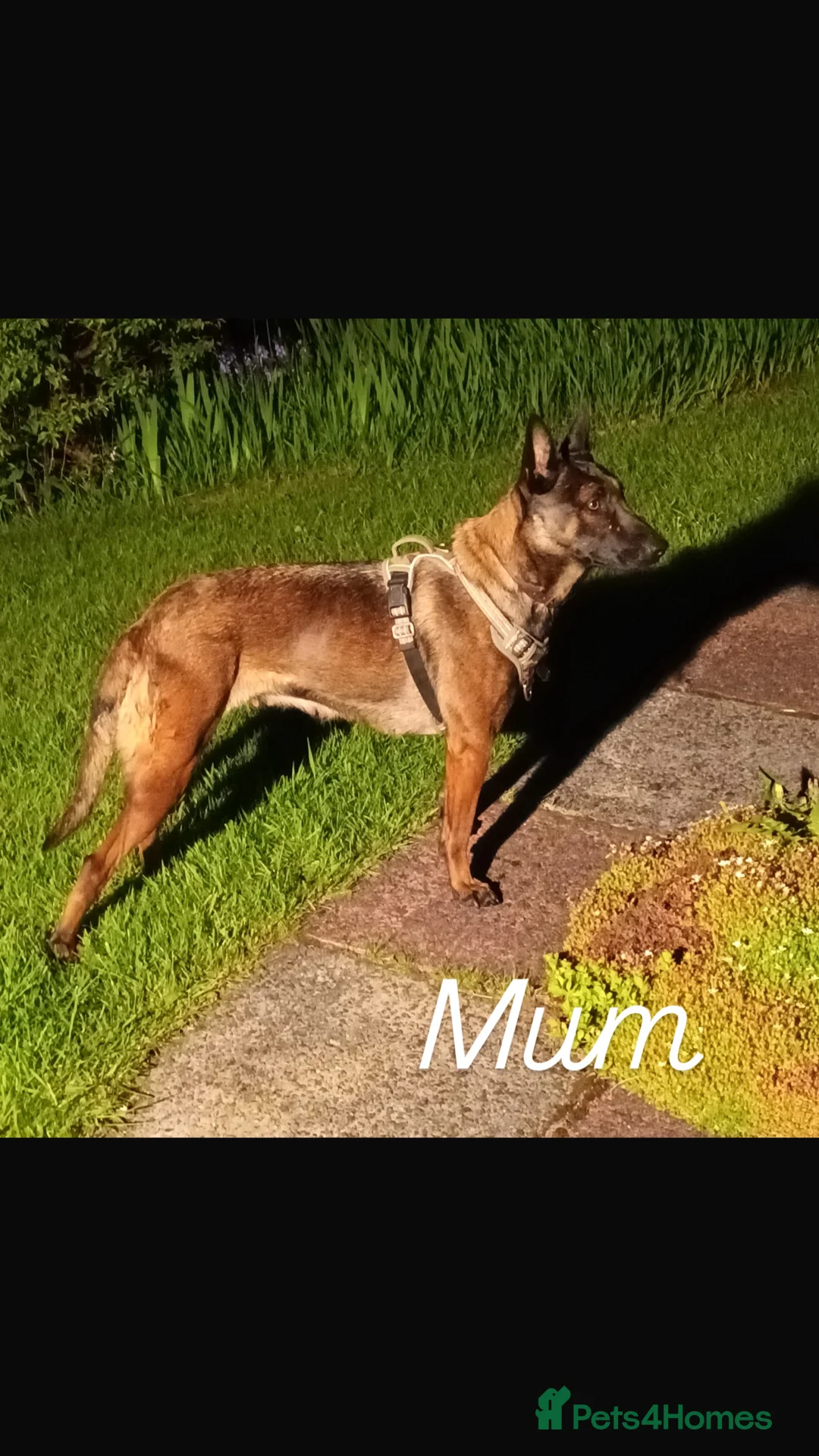 Belgian Shepherd Dog dogs for stud: Belgian malinois ⚡️Amiri proven stud✅ - Advert 4
