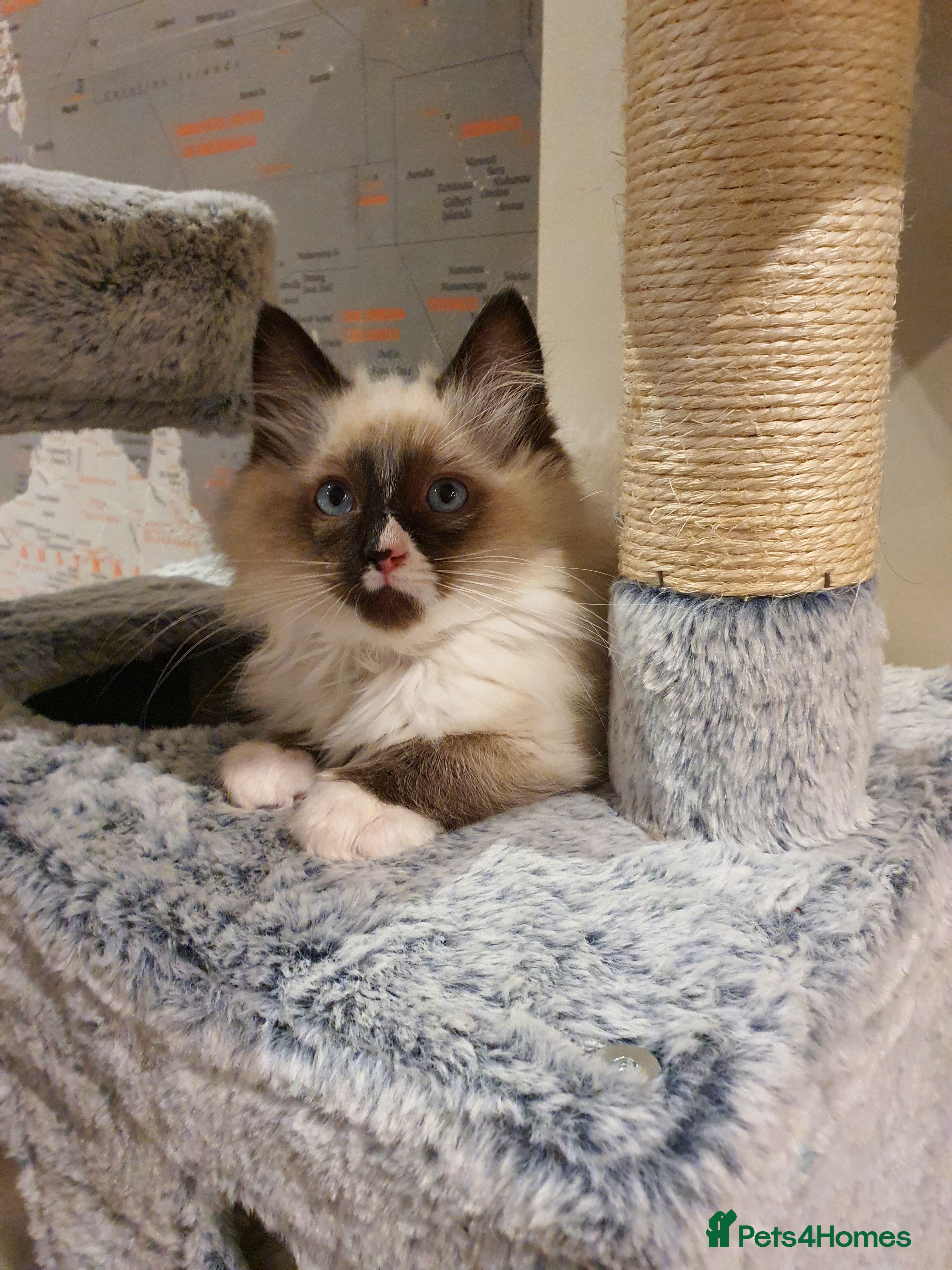 Ragdoll cats 💖Beautiful GCCF Registered Ragdoll Kittens💖 - Advert 6