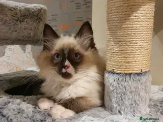 Ragdoll cats 💖Beautiful GCCF Registered Ragdoll Kittens💖 - Advert 6