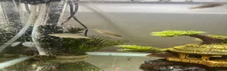 Cichlids fish for sale: African cichlids - Advert 2