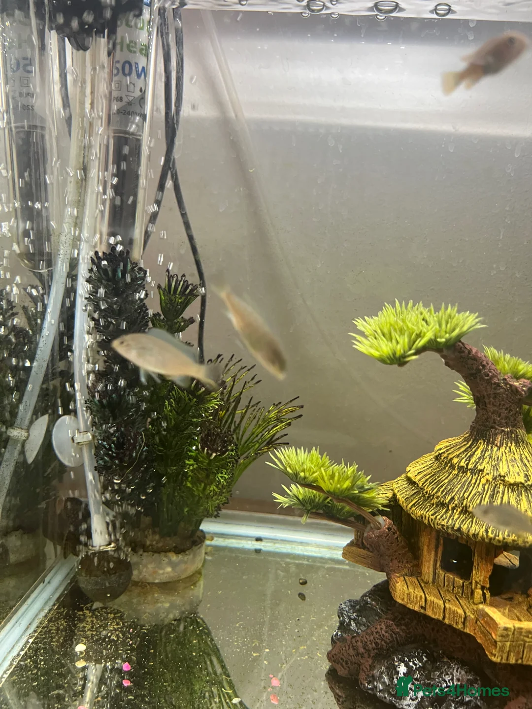 Cichlids fish for sale: African cichlids - Advert 2