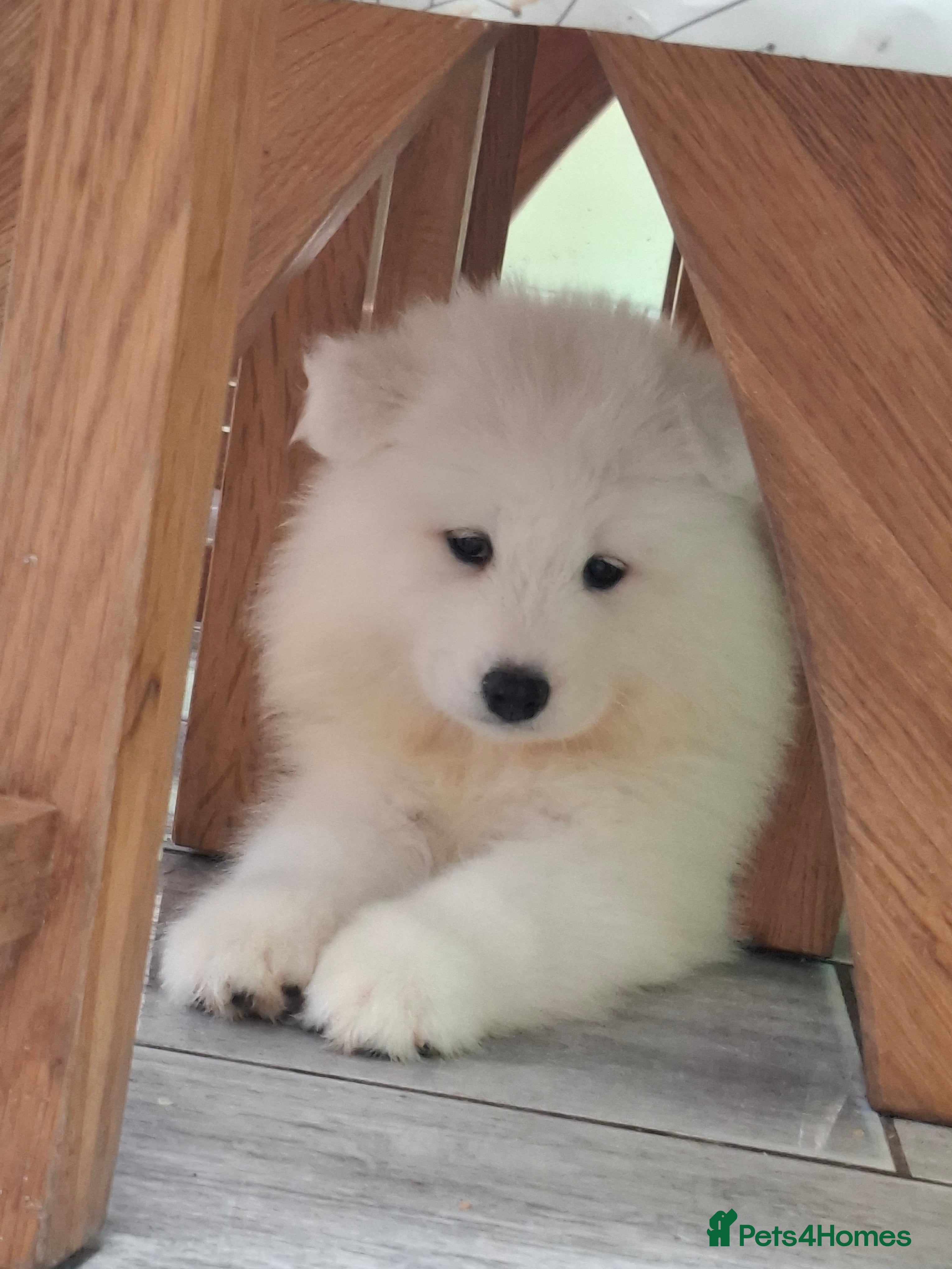Samoyed dogs 2 Samoyed Puppies Looking for Their Forever Homes - Advert 2